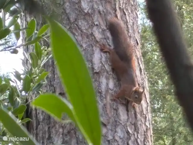 Le renard de la forêt | Pays-Bas, Gueldre, Wells - maison de vacances Schnabbel et Babbel (hors écran) jouent