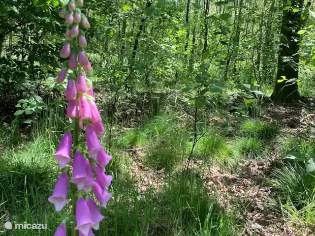 Le renard de la forêt | Pays-Bas, Gueldre, Wells - maison de vacances Digitale pourprée