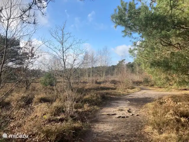 Le renard de la forêt | Pays-Bas, Gueldre, Wells - maison de vacances La lande en hiver