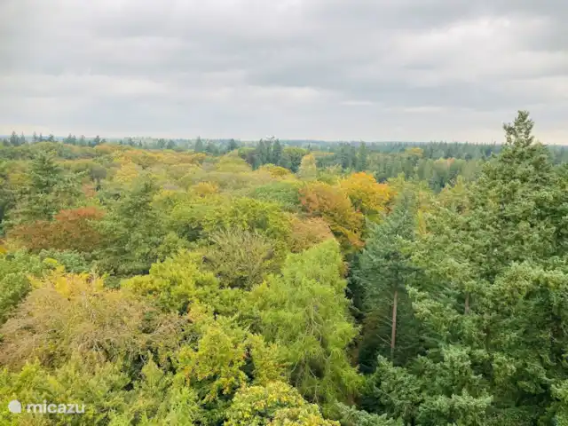 Le renard de la forêt | Pays-Bas, Gueldre, Wells - maison de vacances Vue depuis le Bostoren