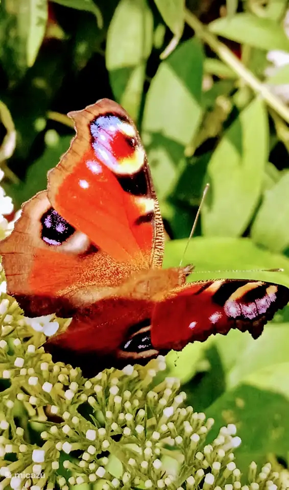 auch der Dagpauwoog wird regelmäßig gesichtet.