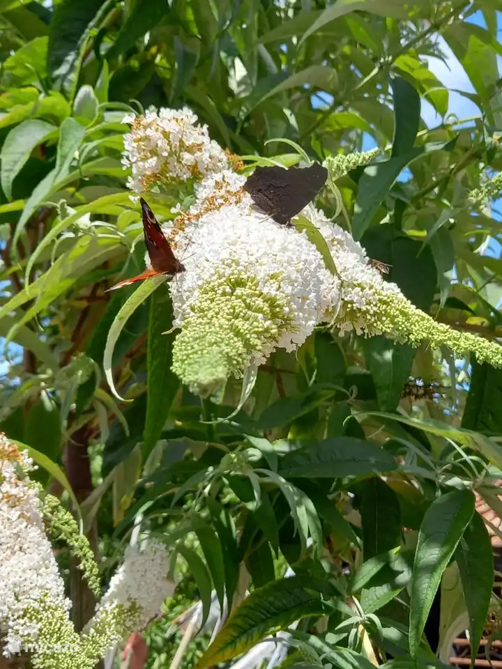 Die Schmetterlinge können nicht genug bekommen..