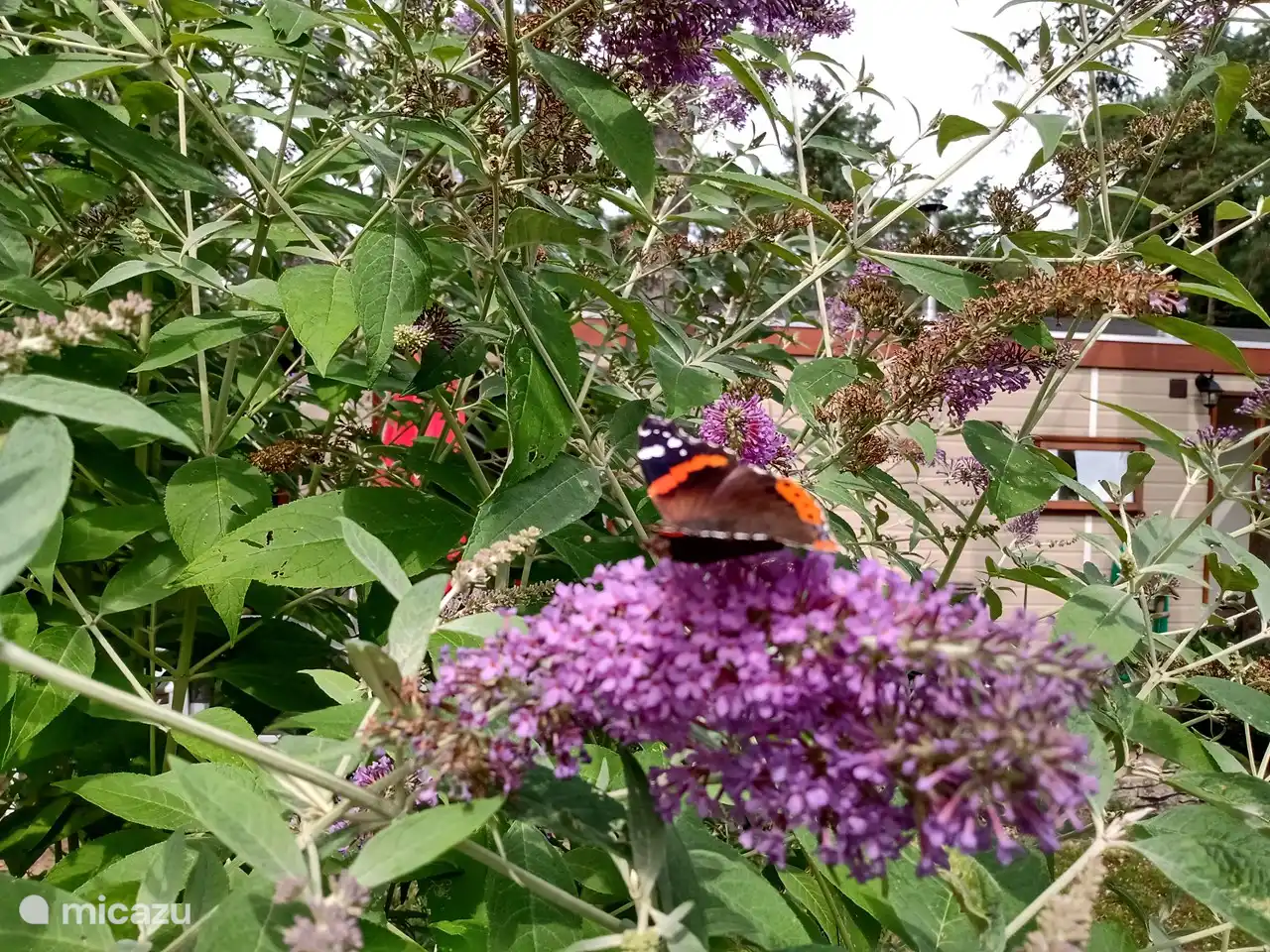 Der Schmetterlingsstrauch blüht einen Großteil der Saison. Und es macht seinem Namen alle Ehre!