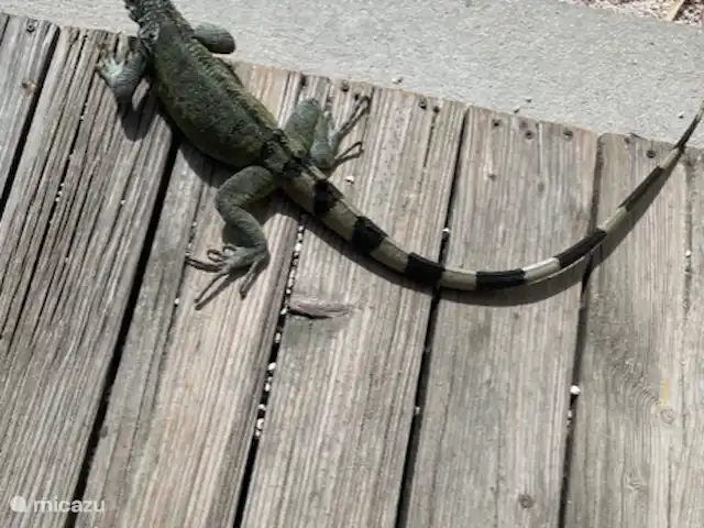 villa huren in Curaçao, Banda Abou (west), Cas Abao – 'Villa Bòu di Solo'