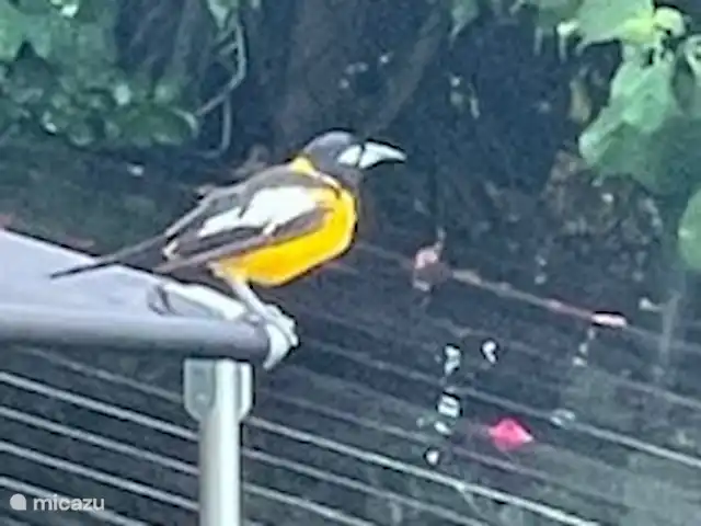 villa huren in Curaçao, Banda Abou (west), Cas Abao – 'Villa Bòu di Solo'