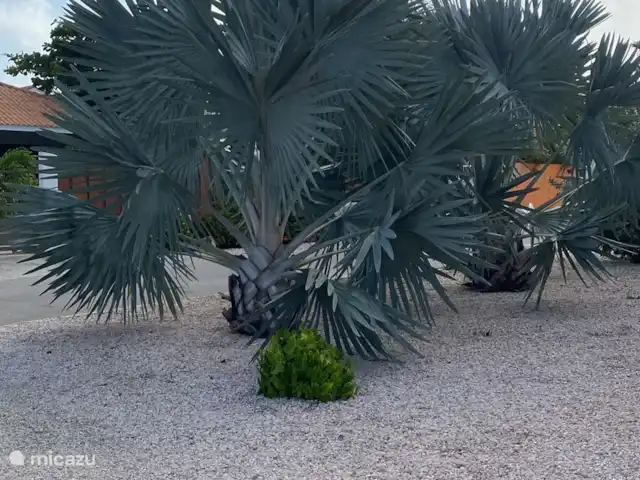 villa huren in Curaçao, Banda Abou (west), Cas Abao – 'Villa Bòu di Solo'