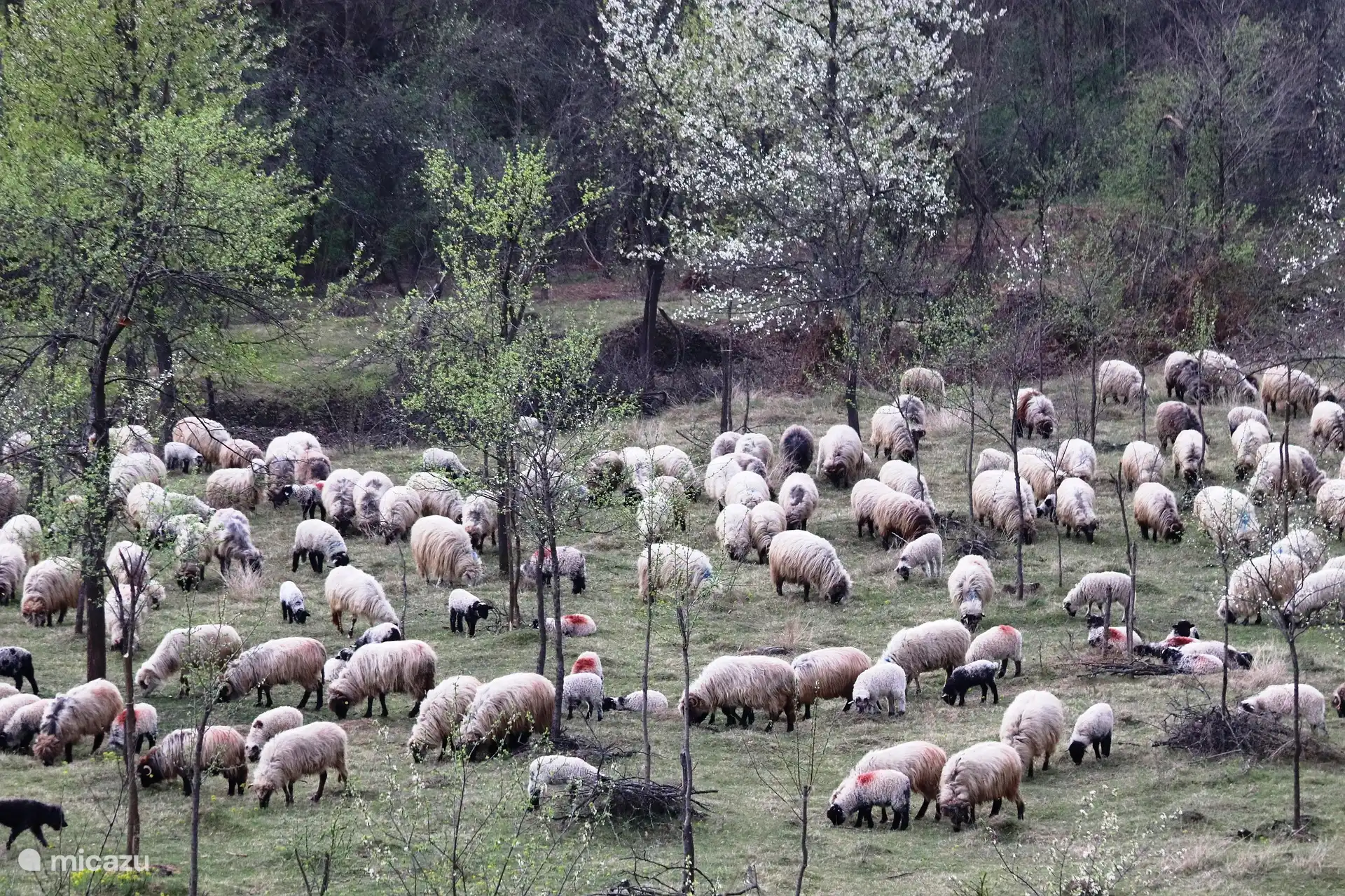 Schaapjes op de Lemelerberg