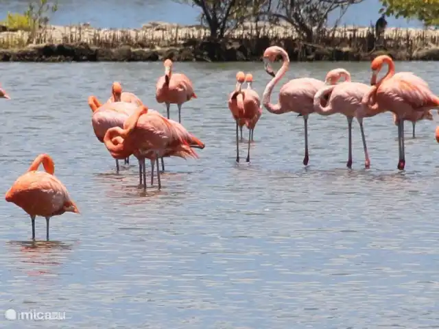 Villa Nisa - Home of Ease | Curaçao, Banda Abou (ouest), Fontein - villa De nombreux flamants roses peuvent être trouvés à Curaçao, il y a même un parc où ils peuvent être trouvés.