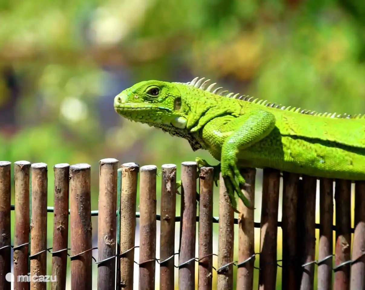 Iguanas can often be found in many different locations on Curacao.