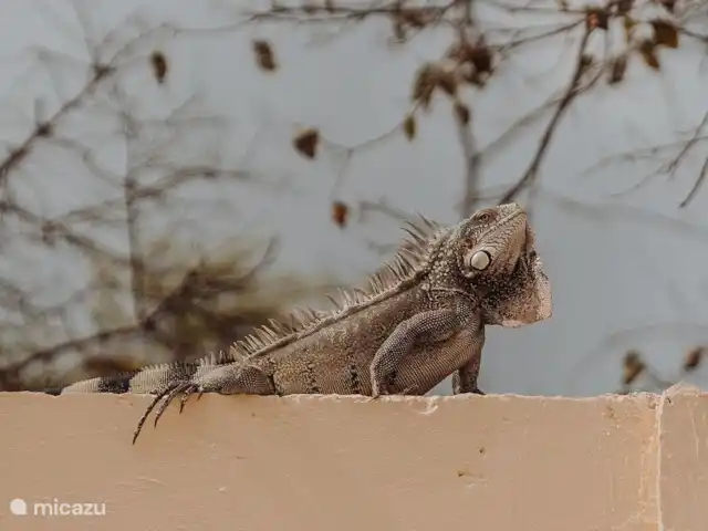 Villa Palmera en Curazao, Curazao Centro, Julianadorp - villa mascotas de la isla