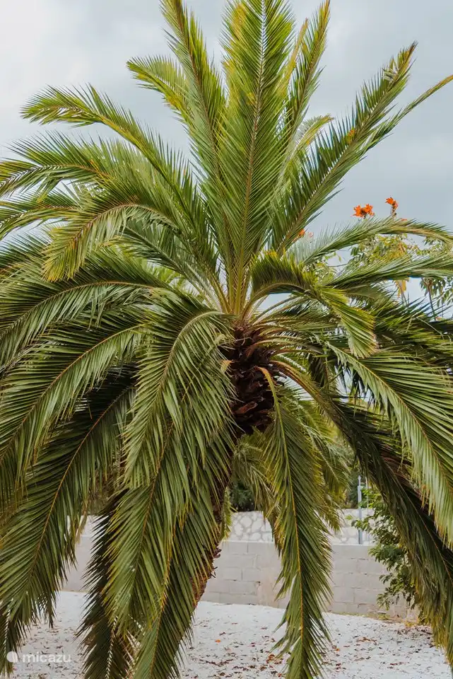 Palmier dans le jardin