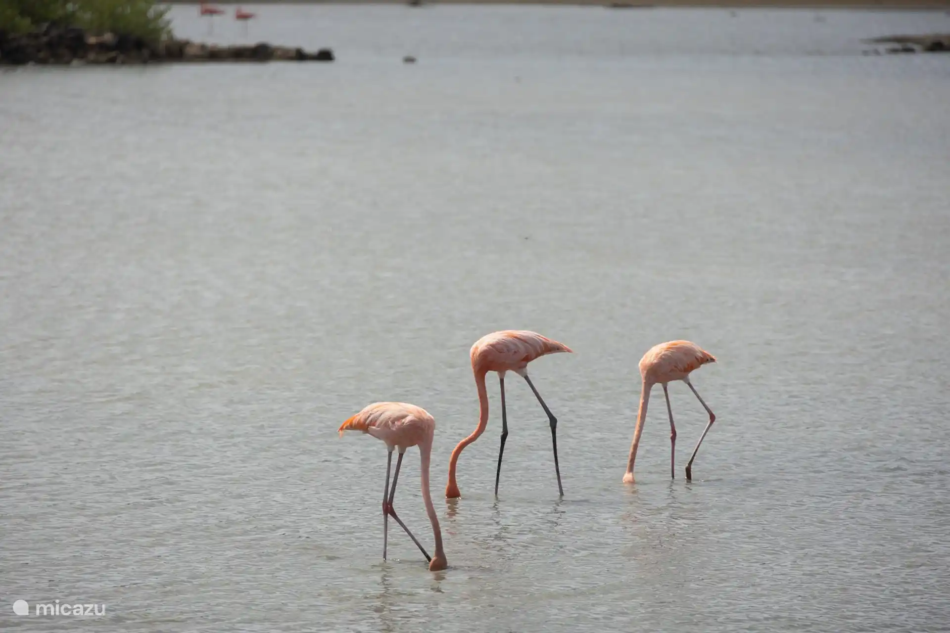 Flamants roses