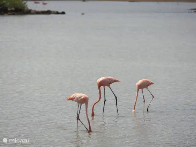Villa Palmera en Curazao, Curazao Centro, Julianadorp - villa Flamencos