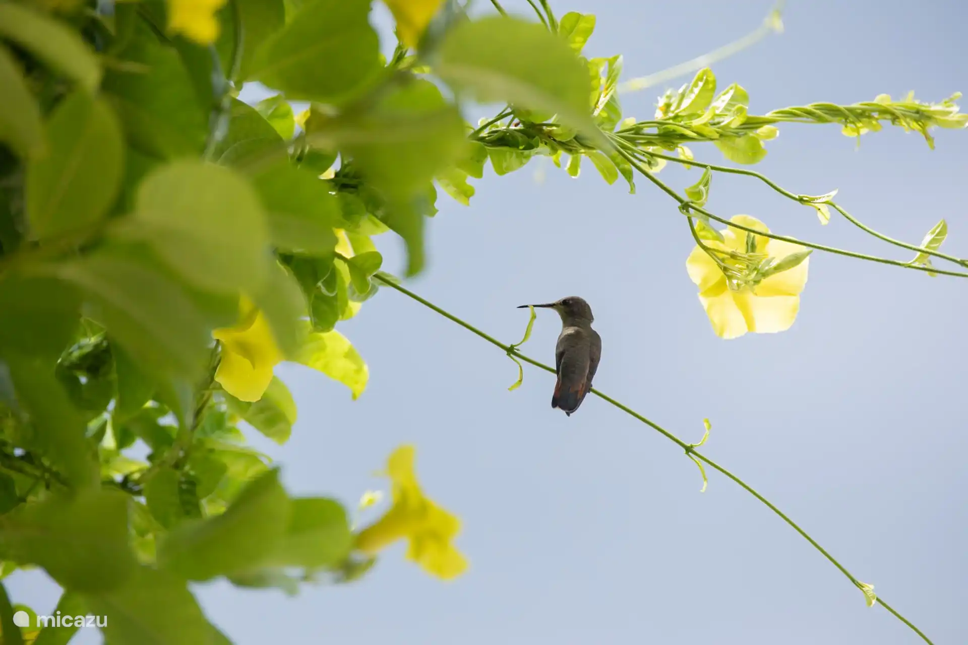Ou sur le reste de l’île