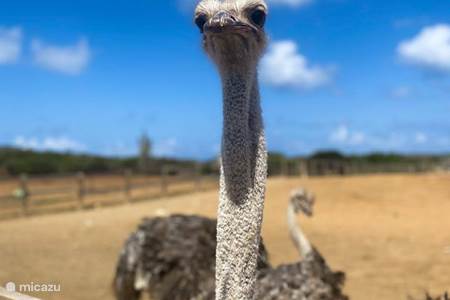 Ostrich Farm Curacao