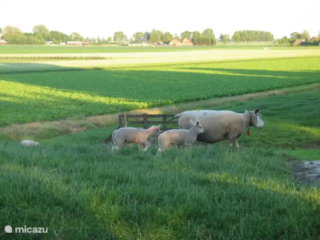 la casa de la sal en Países Bajos, Holanda Meridional, Nieuwveen - chalet Hermoso paisaje de granja