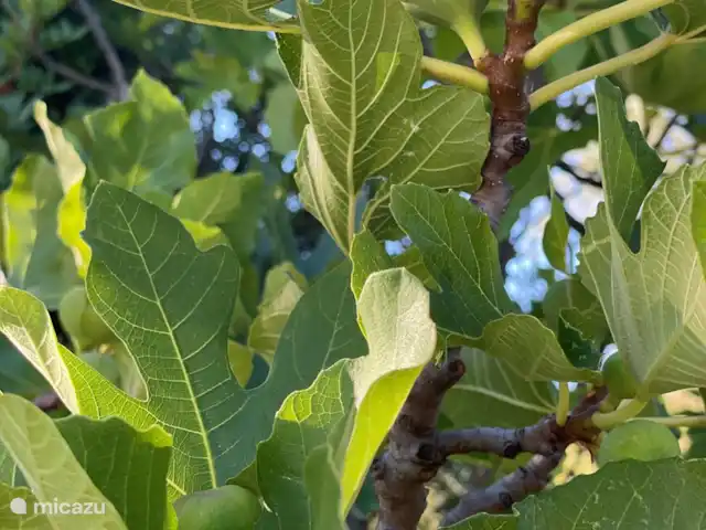 Boa Vida | Portugal, Algarve, Moncarapacho - villa Figues