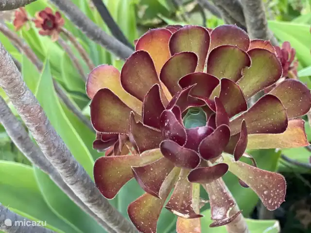 Boa Vida | Portugal, Algarve, Moncarapacho - villa Jardin