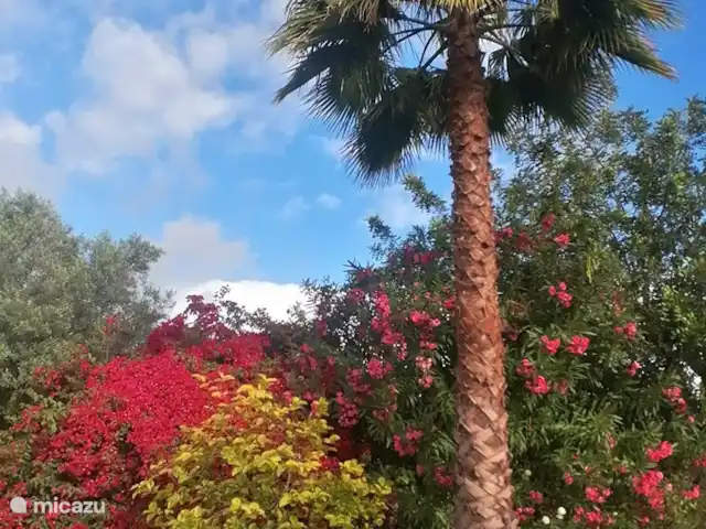 Boa Vida | Portugal, Algarve, Moncarapacho - villa Jardin en fleurs