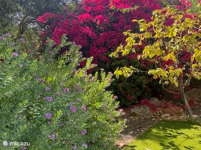 Boa Vida | Portugal, Algarve, Moncarapacho - villa Jardin fleuri