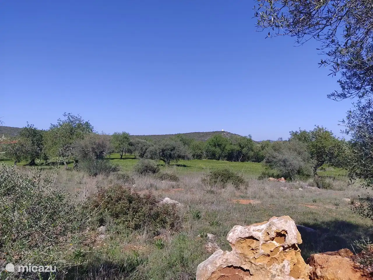 The neighbors next to the plot