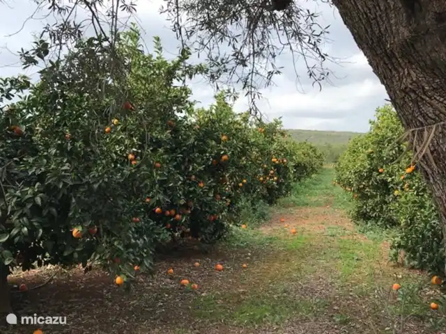 Boa Vida | Portugal, Algarve, Moncarapacho - villa Laranjas chez les voisins arrières