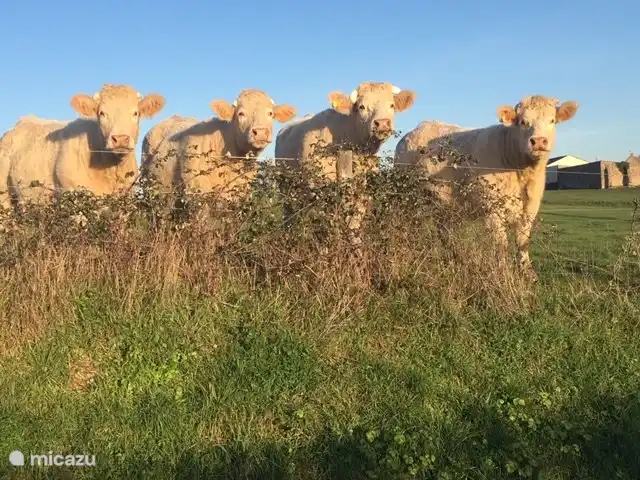 Neugierige Damen auf der anderen Straßenseite