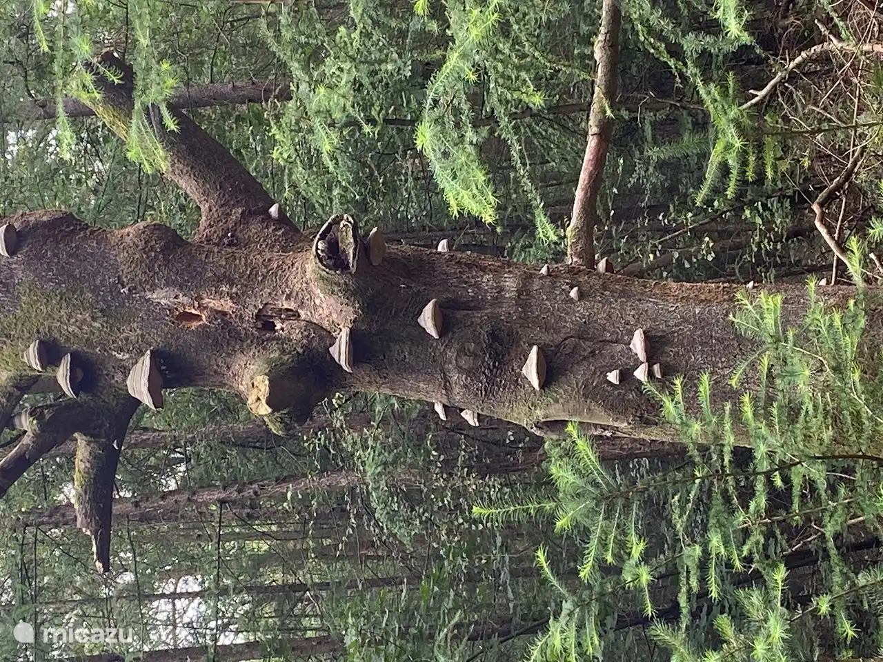 Besonderer Baum im Nachbarschaftswald