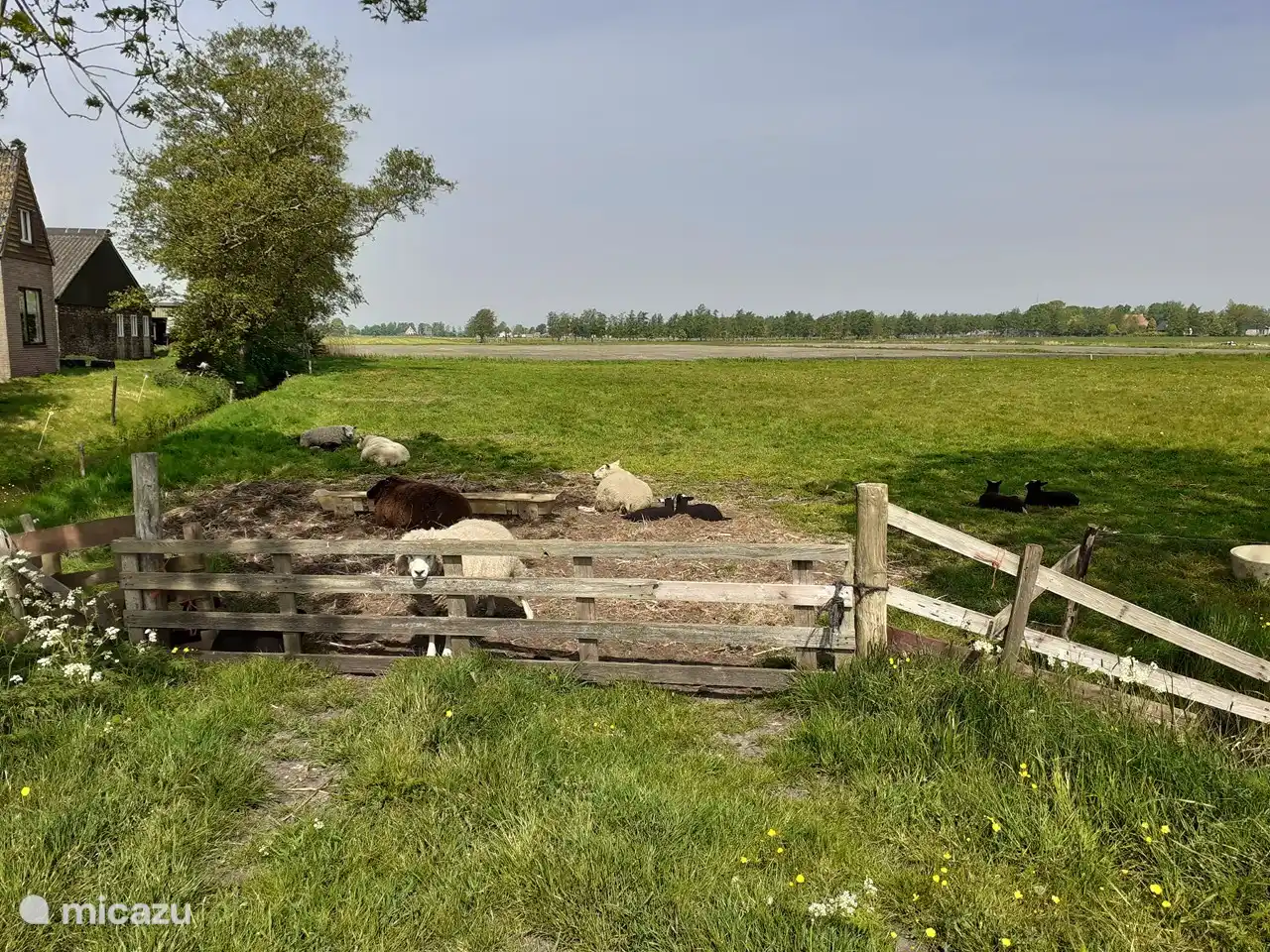 Omgeving: boerderijen met boerderijdieren