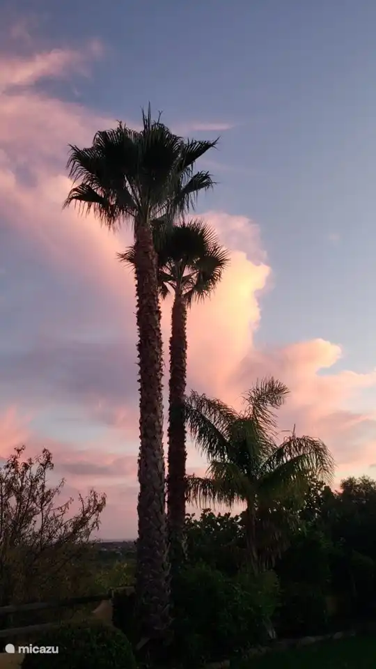 Las enormes palmeras en el jardín.