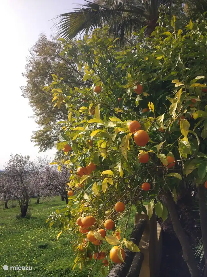 Muchos árboles frutales en las inmediaciones