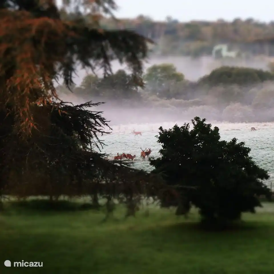 Nous vivons vraiment à l'état sauvage - et c'est incroyable de pouvoir voir les cerfs de si près !