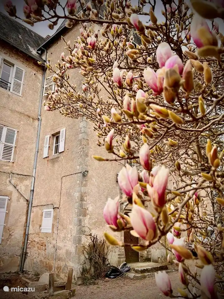 Le magnolia de 400 ans devant la maison