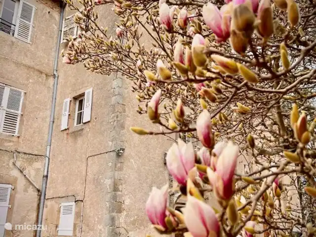 Château de Freyssinet - Jourdaine huren in Frankrijk, Haute-Vienne, Saint-Priest-Ligoure - gîte / cottage De 400 jaar oude magnolia boom voor het huis