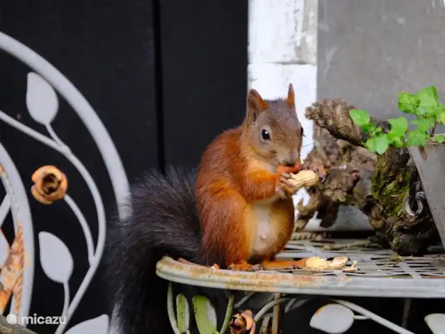 Maison de vacances Borkerijck | Pays-Bas, Overijssel, Holten - maison de vacances