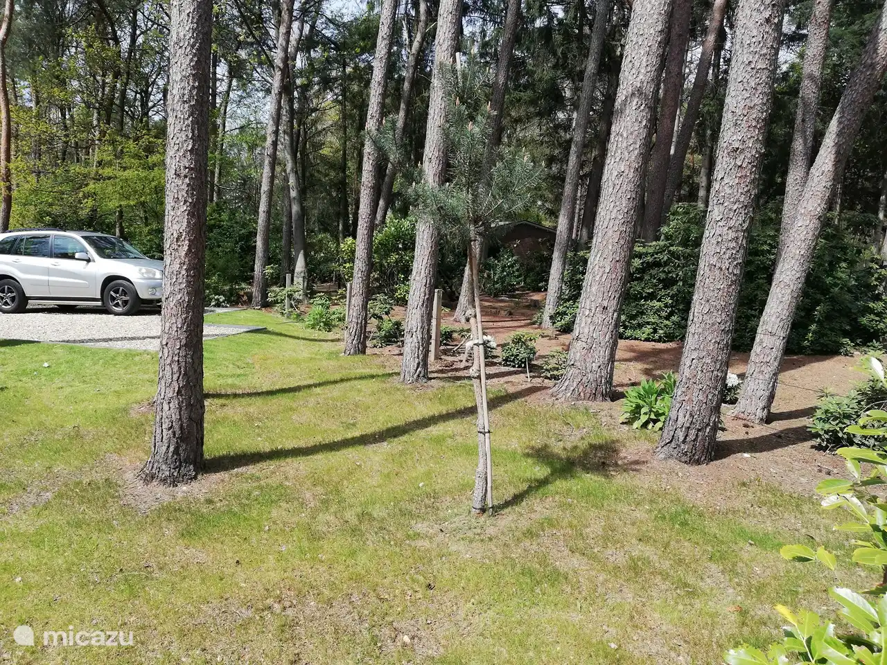 Gras kommt schön hoch