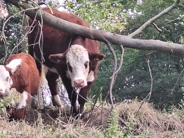Maison de vacances Borkerijck | Pays-Bas, Overijssel, Holten - maison de vacances