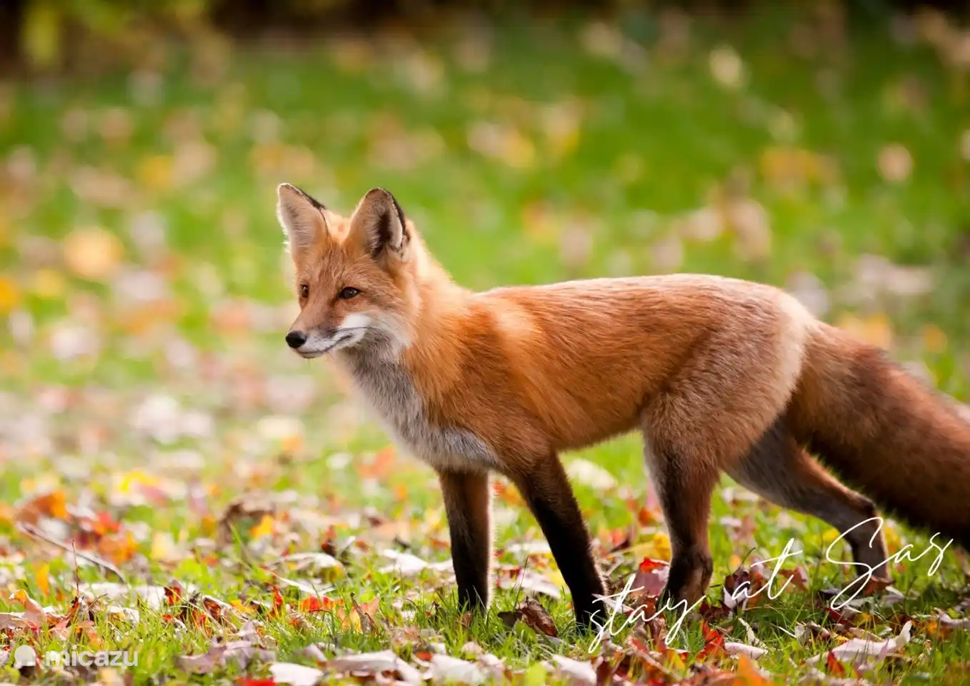 Einer der Big Five in der Veluwe ist der Fuchs. In der Veluwe gibt es noch einige Füchse zu entdecken!