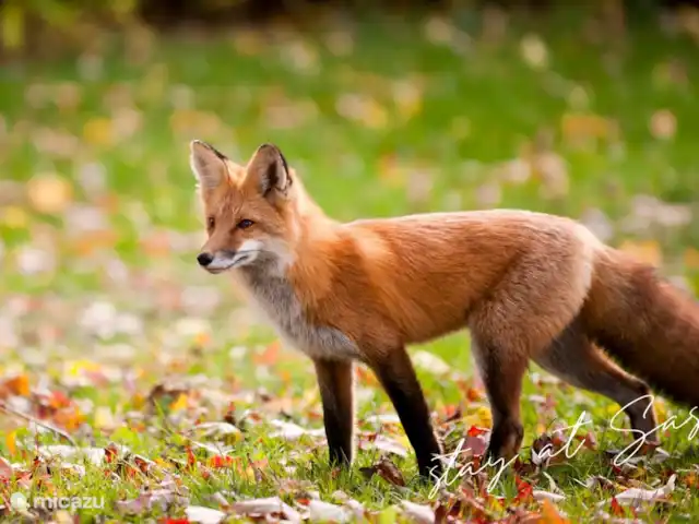 tiny house huren in Nederland, Gelderland, Epe – StayatSas Tiny House Sam op Veluwe! Een van de Big Five op de Veluwe is de vos. Er zijn nog best wel wat vossen op de Veluwe te spotten!