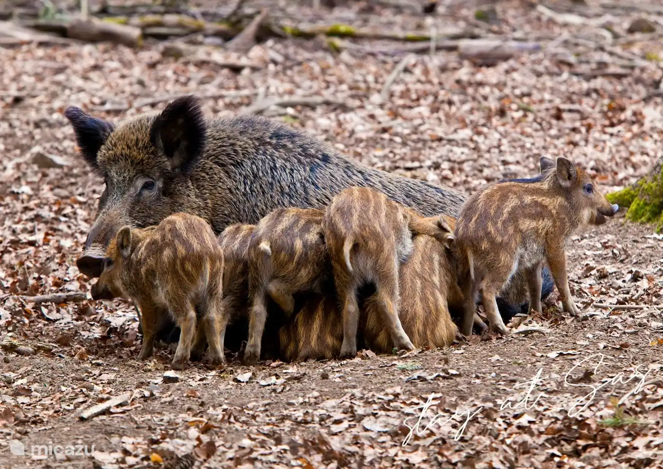 Auch Wildschweine gehören zu den Big Five in der Veluwe. Die Veluwe hat die meisten Wildschweine in den Niederlanden!