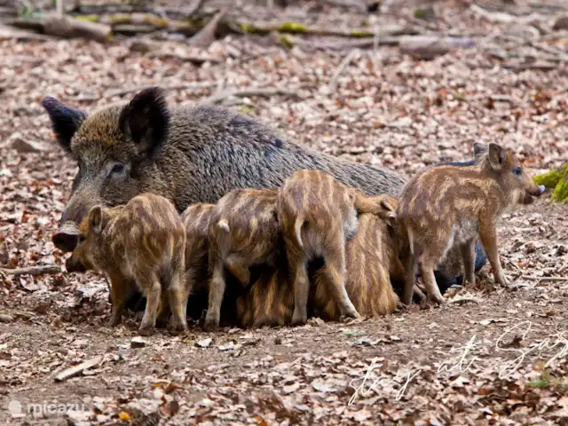 tiny house huren in Nederland, Gelderland, Epe – StayatSas Tiny House Sam op Veluwe! Ook wilde zwijnen zijn een van de Big Five op de Veluwe. De Veluwe heeft het hoogste aantal wilde zwijnen nog van Nederland!