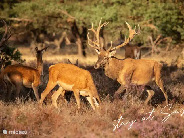 tiny house huren in Nederland, Gelderland, Epe – StayatSas Tiny House Sam op Veluwe! Edelherten ook een van de Big Five op de Veluwe samen met reeën. Ook dedze kan je zien op de Veluwe