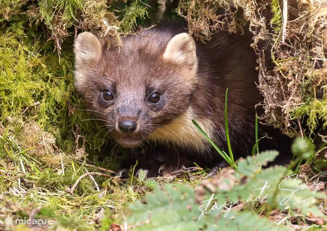 Auch der Baummarder lebt in der Veluwe. Man muss aufschauen, um ihn zu sehen, sie bauen ihre Nester etwas höher in den Bäumen