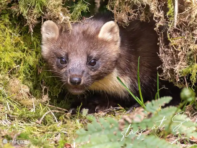 tiny house huren in Nederland, Gelderland, Epe – StayatSas Tiny House Sam op Veluwe! Ook de boommarter leeft nog op de Veluwe. Je moet wel omhoog kijken om hem te zien ze bouwen hun nesten wat hoger in de bomen