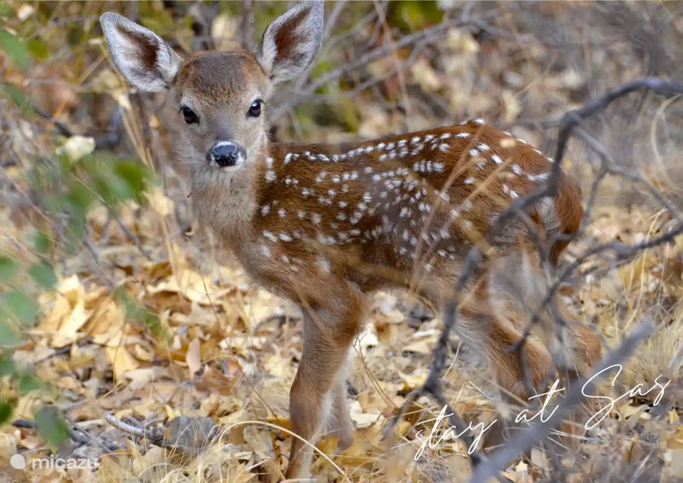 Bei Ihren Rad- oder Wandertouren können Sie in der Veluwe auch süße kleine Hirsche beobachten!