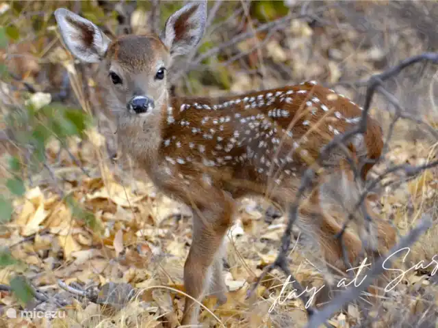tiny house huren in Nederland, Gelderland, Epe – StayatSas Tiny House Sam op Veluwe! Lieve kleine reetjes kan je ook spotten op de Veluwe tijdens je fiets-of wandeltochten!
