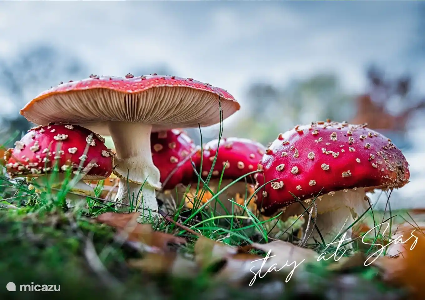 Von Ende August bis Anfang Oktober sieht man noch überall im Wald Fliegenpilze
