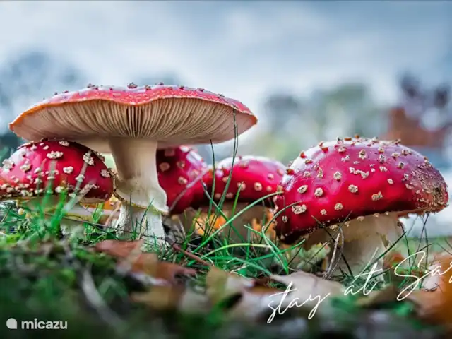 tiny house huren in Nederland, Gelderland, Epe – StayatSas Tiny House Sam op Veluwe! Vanaf eind aug tm begin okt kan je overal in de bossen nog vliegenzwammen zien