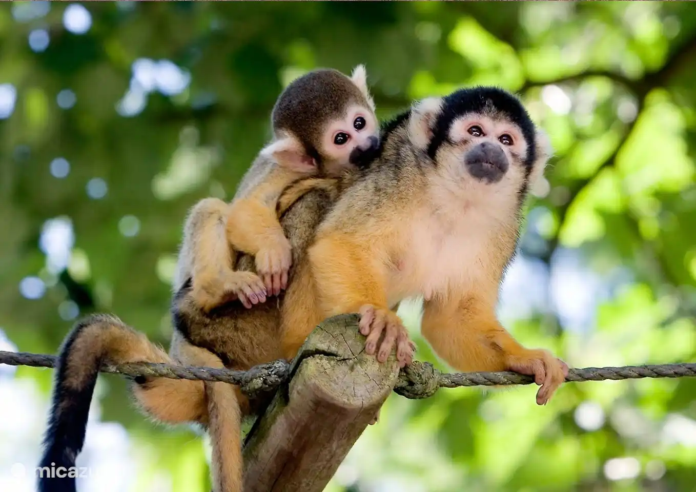 Besuchen Sie das Apenheul in Apeldoorn!