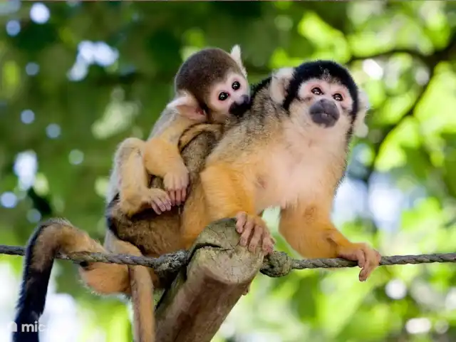 tiny house huren in Nederland, Gelderland, Epe – StayatSas Tiny House Sam op Veluwe! Bezoek eens de Apenheul in Apeldoorn!